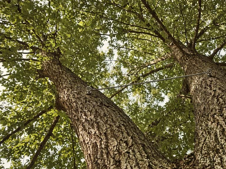 Tree Cabling & Bracing