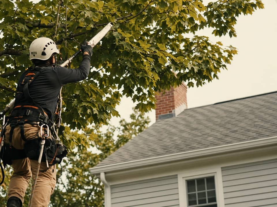 Tree Trimming